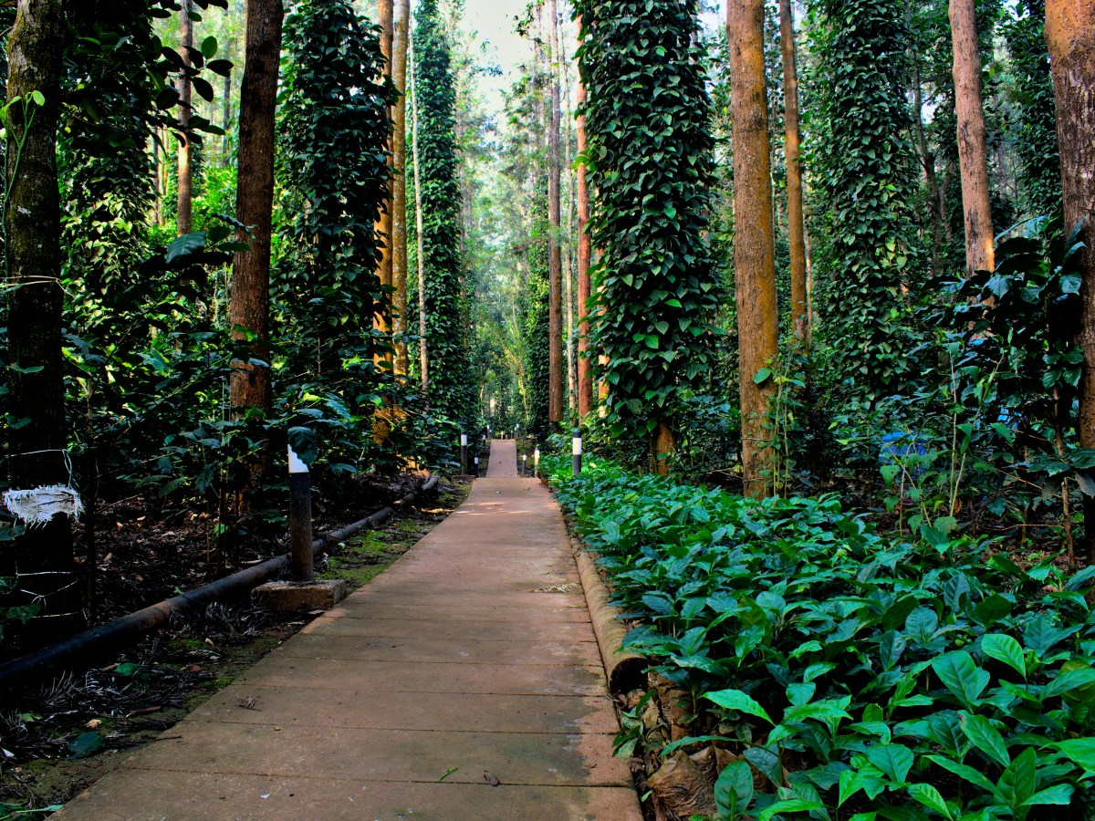 Chikmaglur:Rendezvous with Coffee&nbsp;Land